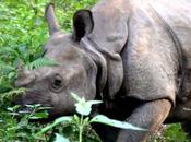 Photo jour samedi Novrembre Rhino