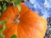 Aide pour protéger froid plantes