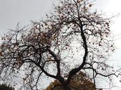 perruches aiment kaki