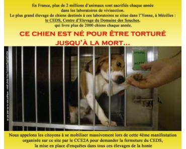 Le Téléthon reconnait officiellement financer l'expérimentation animale