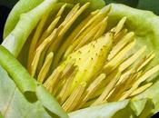 Liriodendron tulipifera (Tulipier Virginie)