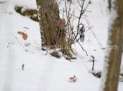 Astuce astuces pour photographie animalière hiver