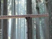 Petite musique forêt