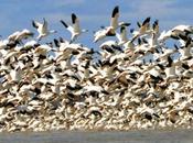 faut sauver habitats oiseaux migrateurs