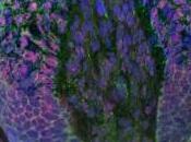 CALVITIE: Cellules souches, papilles dermiques, recherche foisonne PNAS, Stem Cell