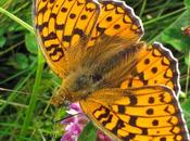 Argynnis aglaja (Grand nacré)