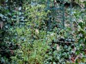 Viburnum foetidum var. rectangulatum