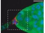 SIGNALISATION cellulaire: cellules touchent aussi pour communiquer Science