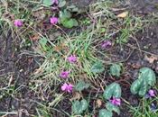 Cyclamen coum