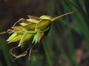 Deux carex marais tourbo-limoneux Carex limosa viridula