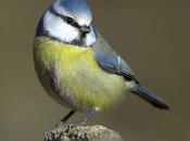 Rendez-vous jardin pour compter oiseaux