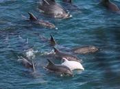 Massacre dauphins dans crique village Taiji Japon