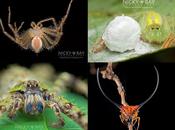 plus impressionnantes photos d'araignées Nicky