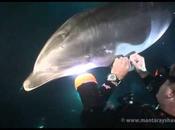 Superbe moment d’entre aide entre dauphin plongeur