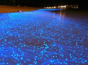 Bioluminescence Bleue Maldives