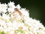 petit monde sureau chinois