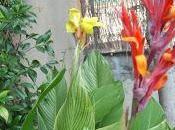 Multiplier cannas