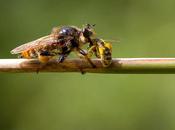 Abeillator super abeille
