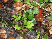 Allium ursinum, est-ce printemps