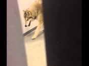 Sotchi athlète découvre loup dans hôtel