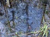 grenouilles sont arrivées