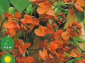 Semis haricot d'espagne