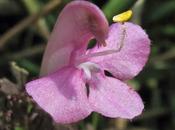 Pédiculaire bois (Pedicularis sylvatica)