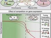 Effet modulateur titre facteur transcription niveaux d’expression gènes