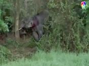 Thaïlande: Collision Voiture Éléphant: morts [HD]