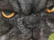 félin terroriste!! (Vidéo)