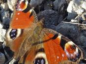 biodiversité Pierre Treiche heures Pelouse éboulis carrière