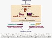 Stress lipotoxique reticulum endoplasmique, altération fonctionnelle cellule diabète type
