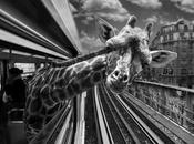 Quel animal êtes-vous dans métro