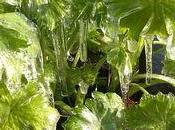 Protection cultures contre avec l'eau