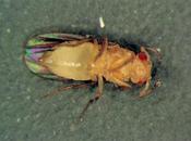 Contrôle nutriments longévité Drosophila