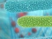 MICROBIOTE: L'analyser chez petit enfant pour «probioter» Applied Environmental Microbiology