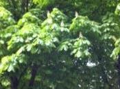 Marronniers sens propre