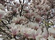 magnolias ever