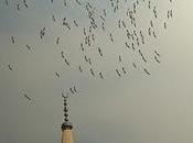 IMAGE JOUR Oiseaux migrateurs