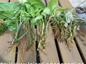 Bouture d'eau repiquer