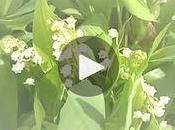 muguet fleuri chez producteurs nantais