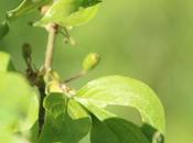 Cornouilles petites cerises