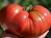 Réussir plantation plants tomates étapes simples.