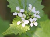 printemps sauvageonnes