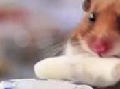 hamster aime burritos