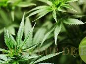 cannabis autorisés semaine Uruguay (vidéo)