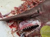 requin-lutin pêché Golf Mexique (Vidéo)