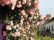 Pour célébrer Fête Mères, chantez leur ‘Chedigny roses’*