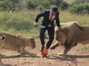 Petite partie foot avec lions sauvages