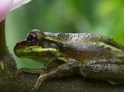 IMAGE JOUR: Grenouille arbres